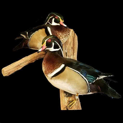 Duck taxidermy - BIRD TAXIDERMY BY SPECIE. MALLARD MOUNTS. PINTAIL MOUNTS. WOOD DUCK MOUNTS. BLACK DUCKS & MOTTLED. BLUE WINGED TEAL MOUNTS. GREEN WINGED TEAL MOUNTS. CINNAMON TEAL MOUNTS. ... Grand National, Regional and State Competitions. He has achieved these top honors not just with waterfowl, but with …